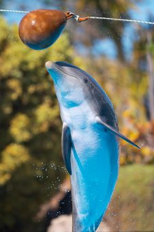 Bottlenose Dolphin Jump Royalty Free Stock Image Bottlenose Dolphin Jump Royalty Free Stock Image
