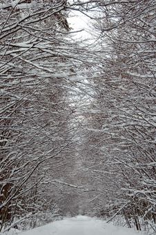 Snowy Forest Road Stock Images Snowy Forest Road Stock Images