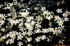 Daisies Stock Photo Daisies Stock Photo