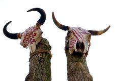 Skulls Royalty Free Stock Image
