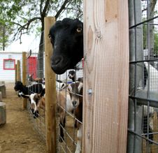 Black Goat Looking Through Fence Stock Image Black Goat Looking Through Fence Stock Image