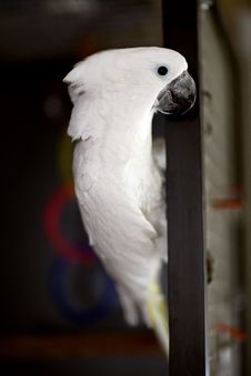 White Umbrella Cockatoo Stock Image White Umbrella Cockatoo Stock Image