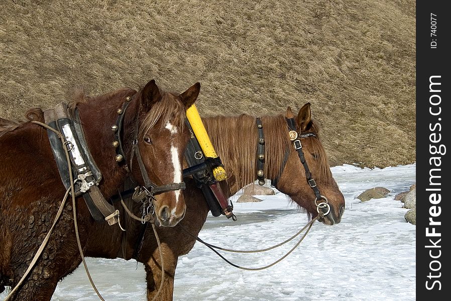 Two brown horses. Two brown horses