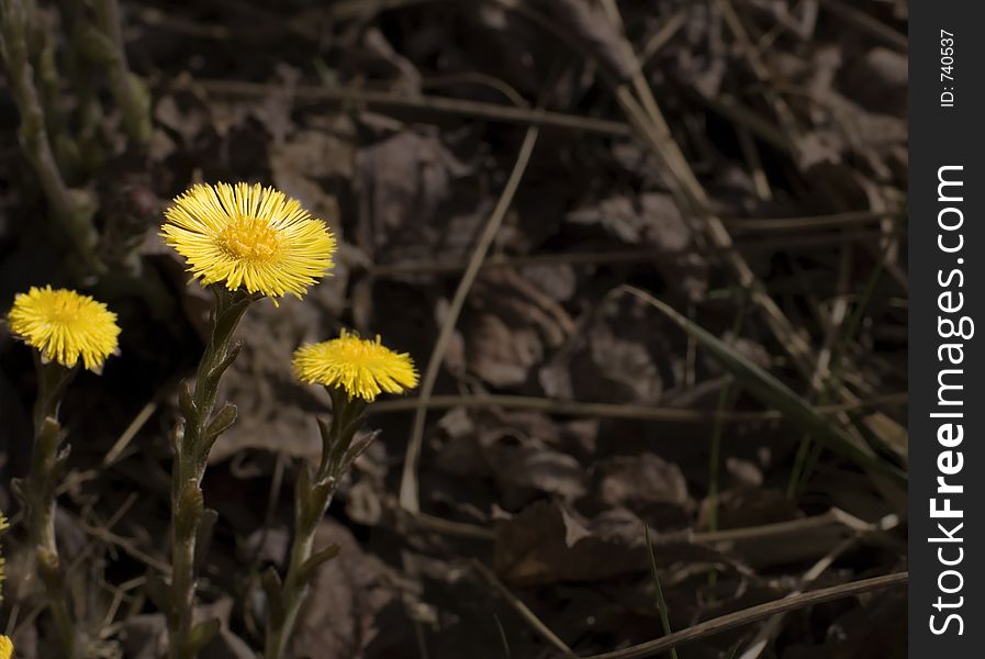 Wild Colts Foot, off centered on leaf litter background