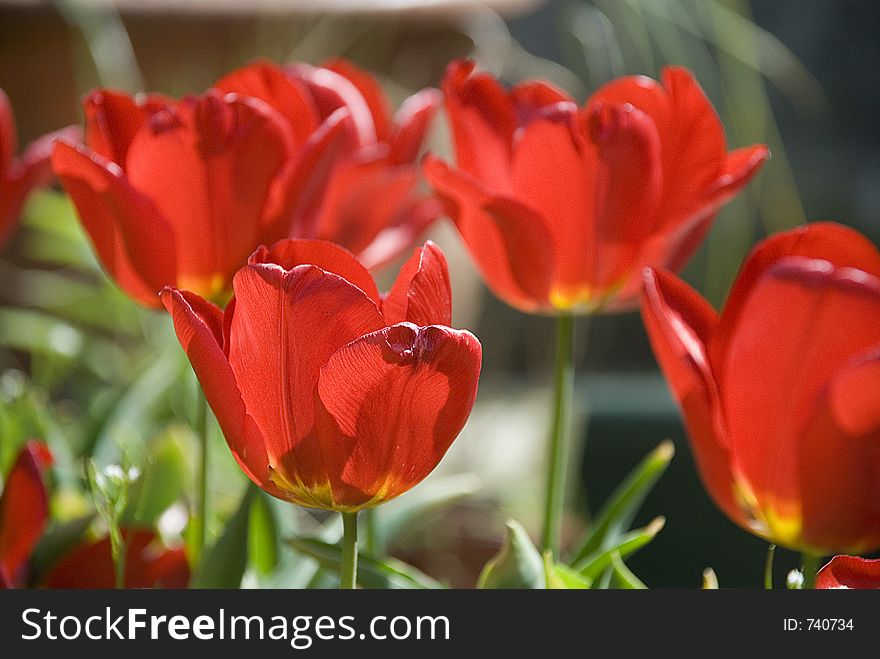 Bright red Tulips
