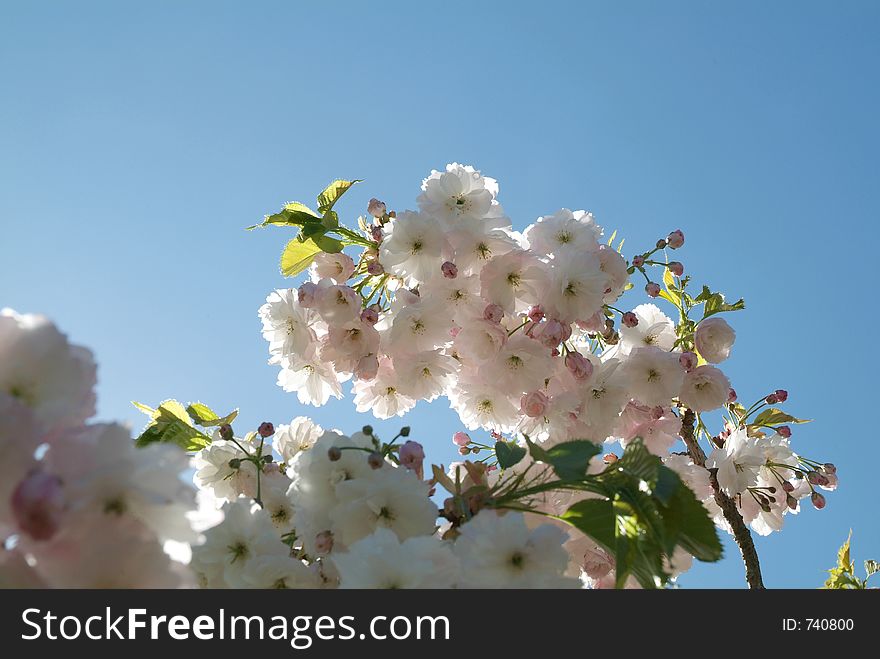 A branch of white blossom against a blue sky. A branch of white blossom against a blue sky.