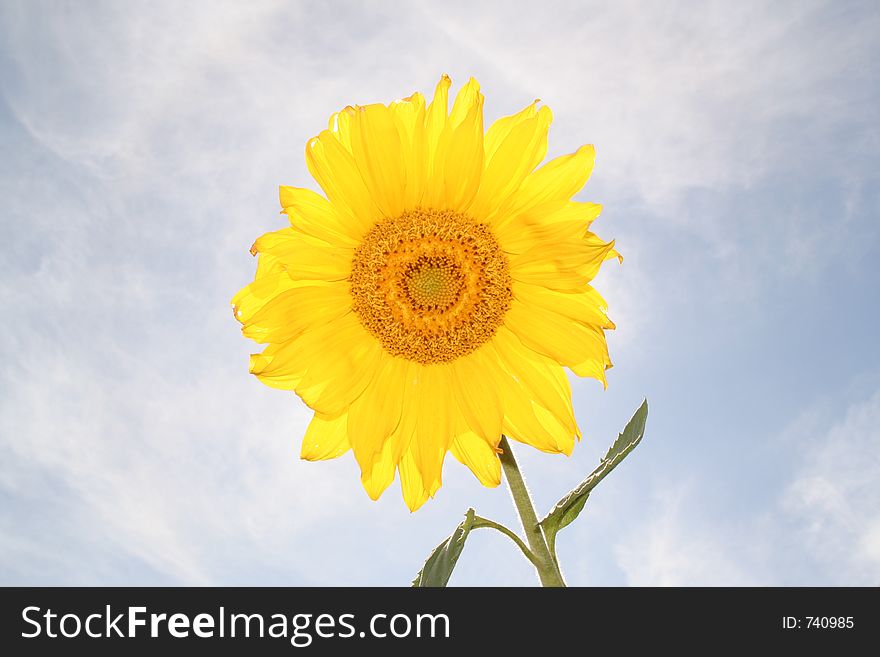 Sunflower, Summer, 2005, Siberia.