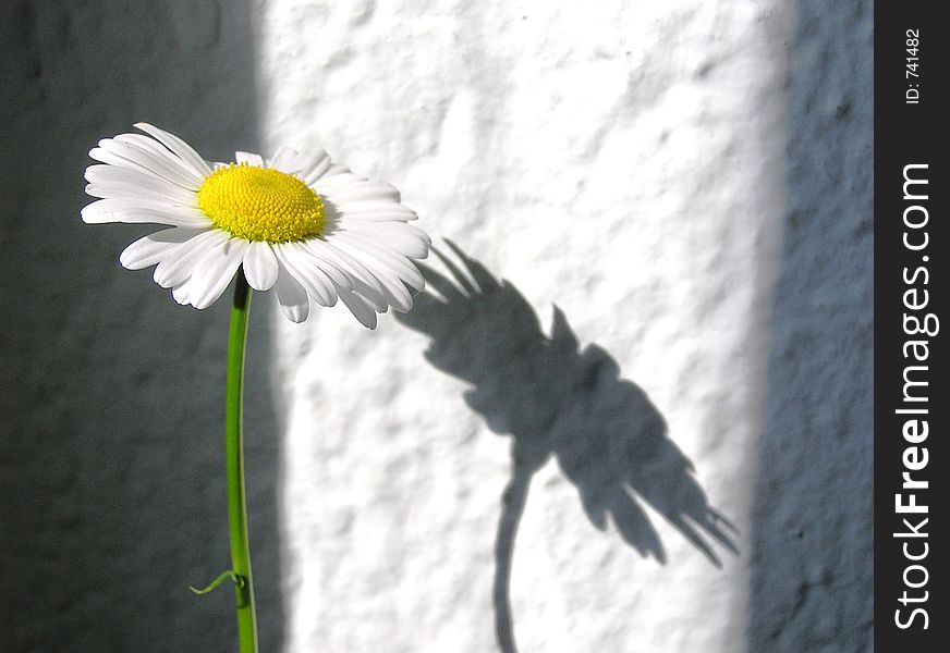 Daisy,shadows on the wall