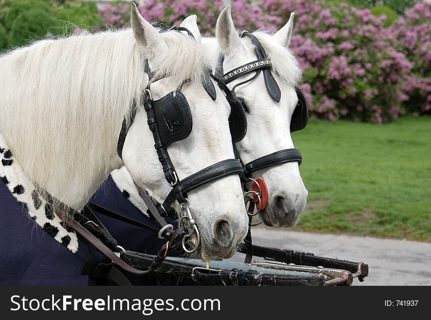 Two carriage horses. Two carriage horses