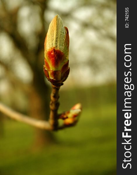 Magnolia Blossom