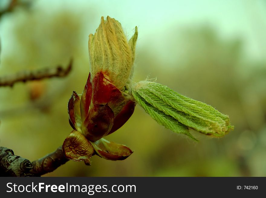 A magnolia bud. A magnolia bud