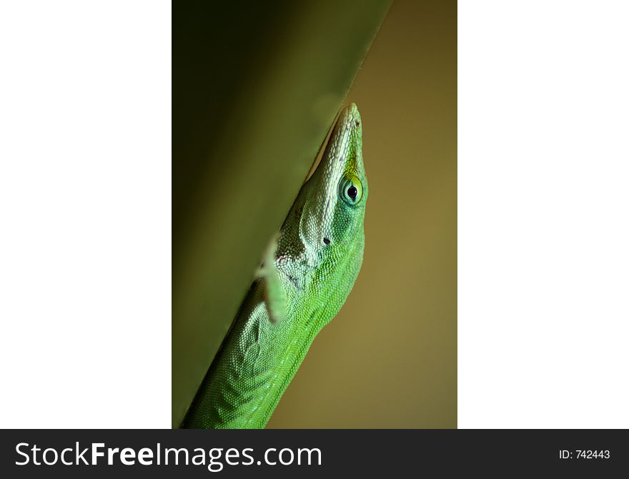 Side portrait of green lizard on branch.