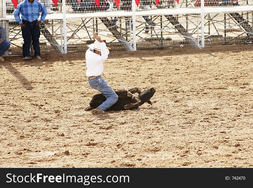 A rodeo participant ties off a calf in the calf roping competition. A rodeo participant ties off a calf in the calf roping competition.