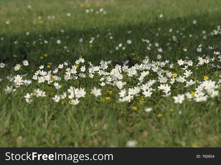 A park filed with some white flowers. A park filed with some white flowers