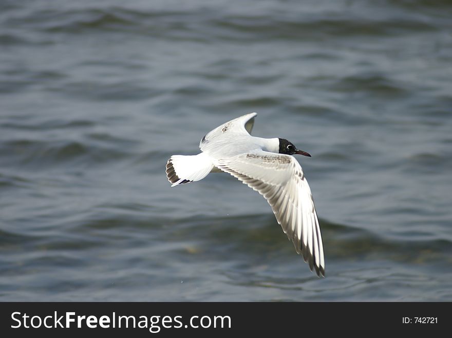 Flying seagull close up