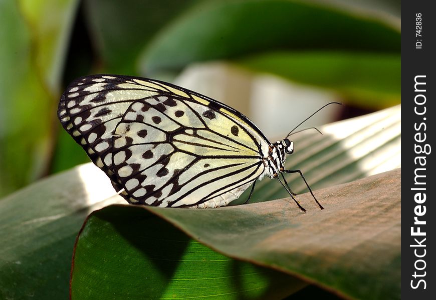 Macro shot of a wonderful white butterfly