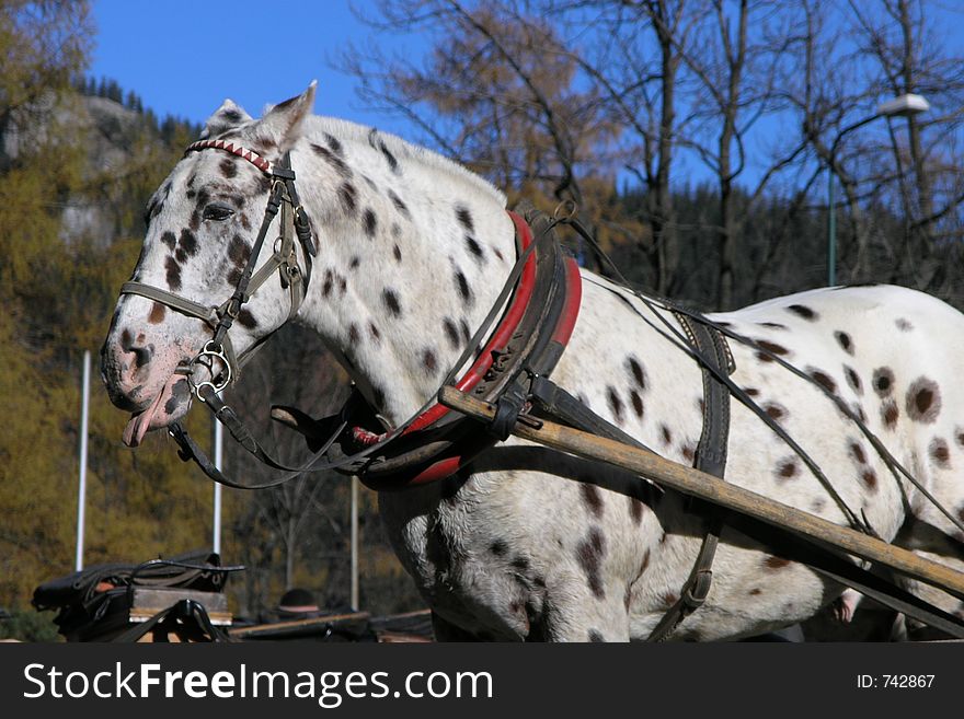 Strange horse looking like dalmatian. Strange horse looking like dalmatian.