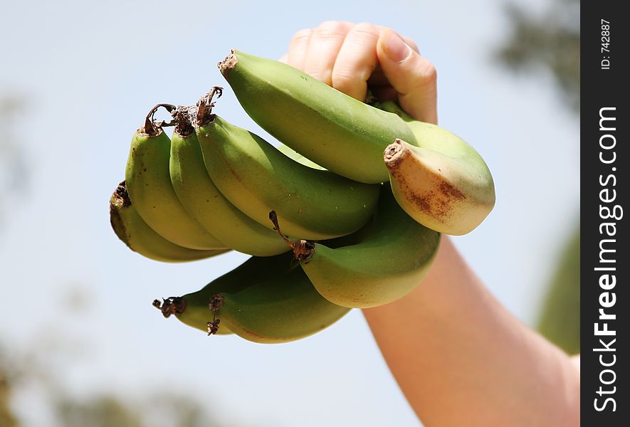 Green bananas. Green bananas