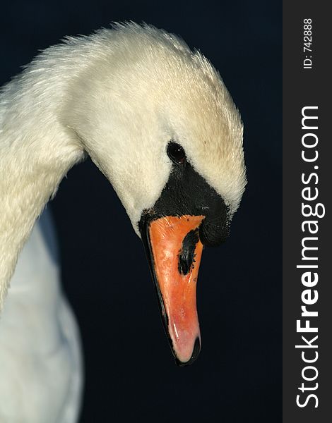 Elegant swan looks down. Elegant swan looks down