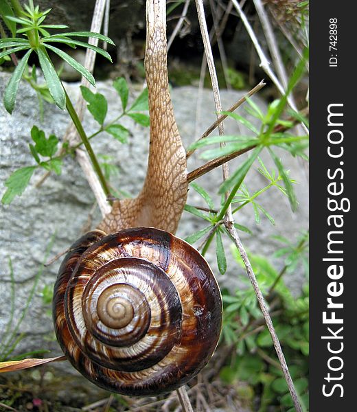 In the mountains on a rainy day found this snail climbing a limb.