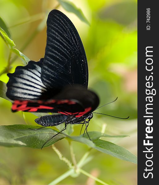 Macro black and red butterfly