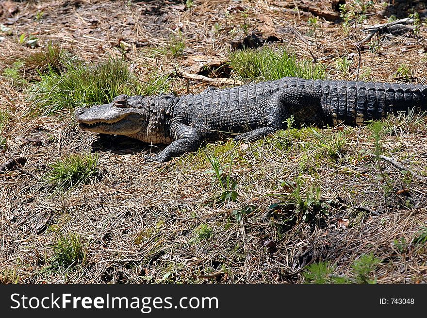 Alligator laying in the sun. Alligator laying in the sun