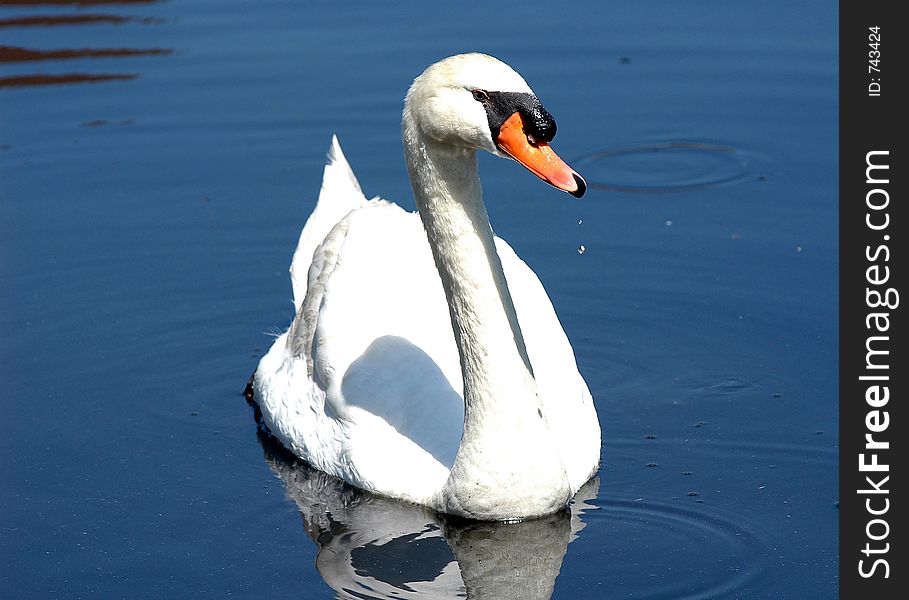 White & black swimming swan