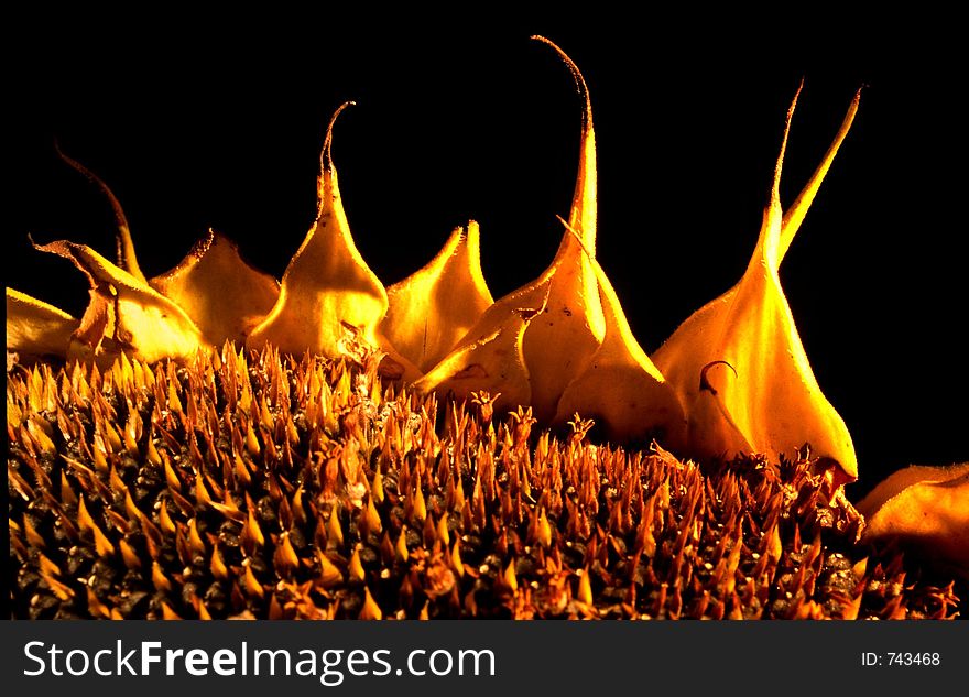 Flaming sunflower. Flaming sunflower
