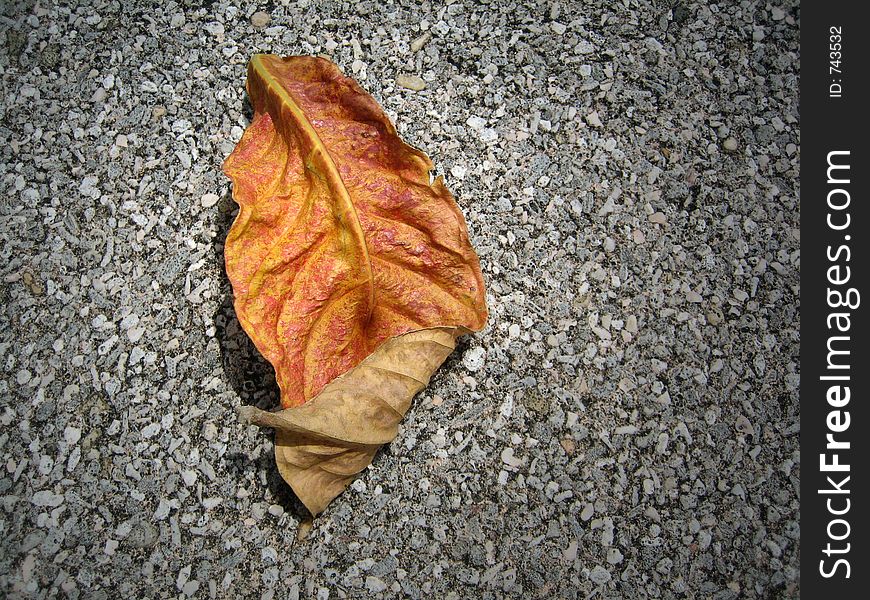 Dry Leaf on Ground