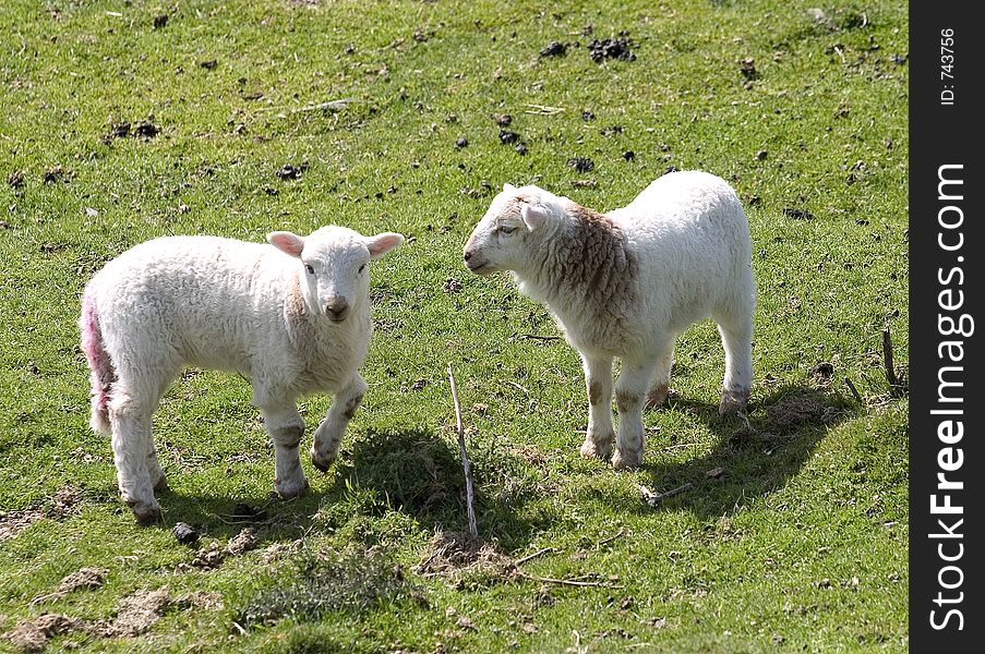 Two lambs in field