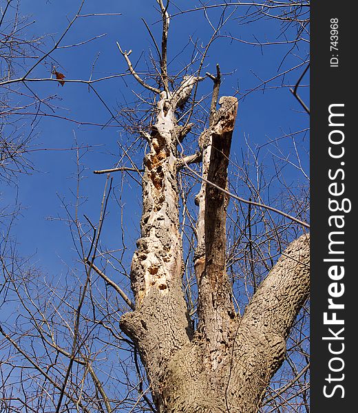 Gnarled tree and bare branches against a blue sky