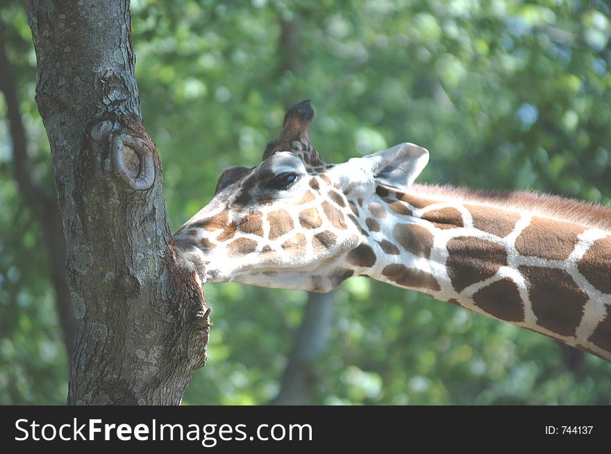 Feeding giraffe. Feeding giraffe