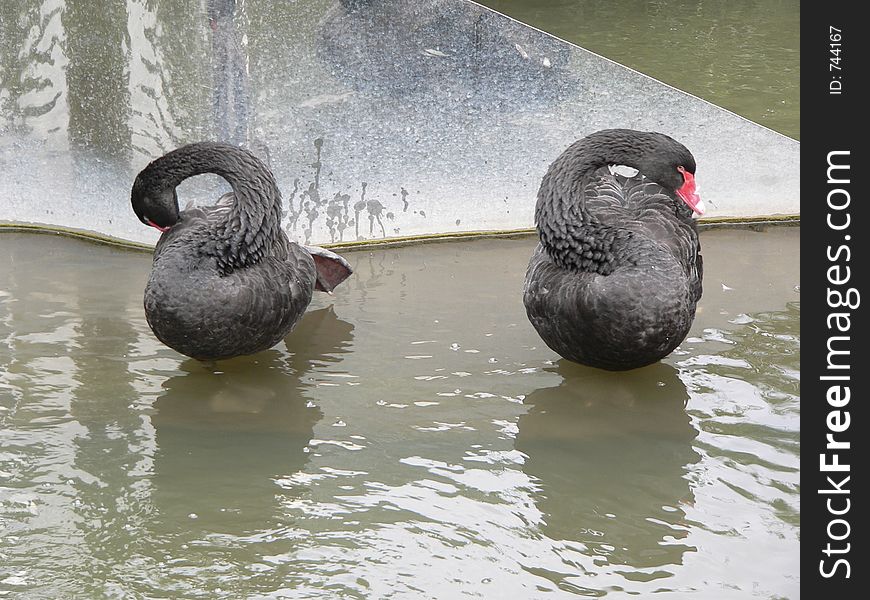 Two Black Swans With Reflections
