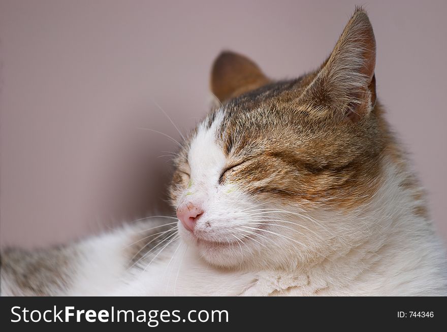 Cat sunbathing