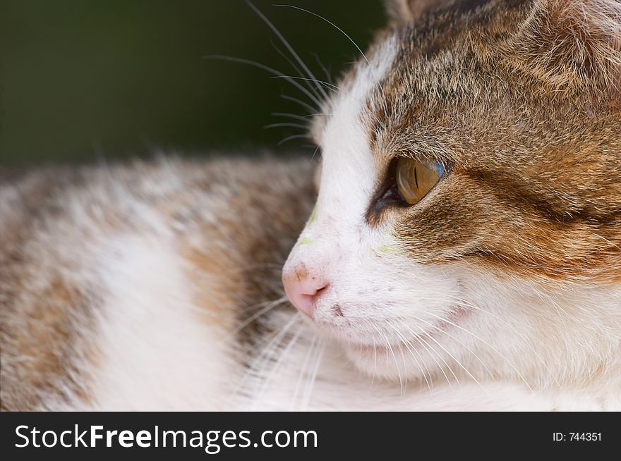 Cat profile closeup (outdoors)