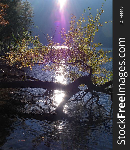 Tree over the lake with evening sun. Tree over the lake with evening sun