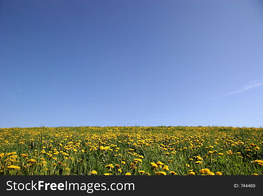 Grassland with dandelion flowers. Grassland with dandelion flowers