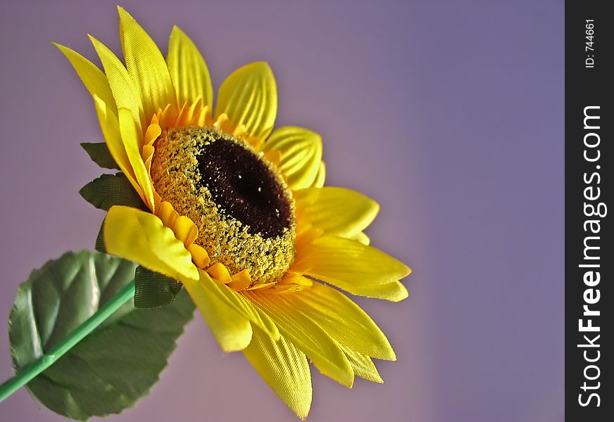 Sunflower as subject. Sunflower as subject
