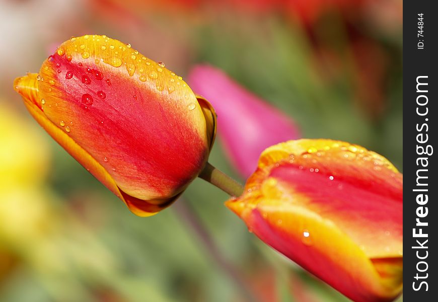 Two colorful red, orange, and yellow tulips with water droplets on the petals in the spring season. Two colorful red, orange, and yellow tulips with water droplets on the petals in the spring season