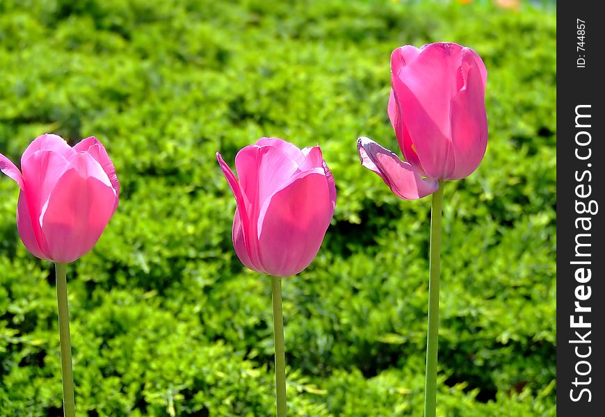 Close up shot of three tulips in a field. Close up shot of three tulips in a field
