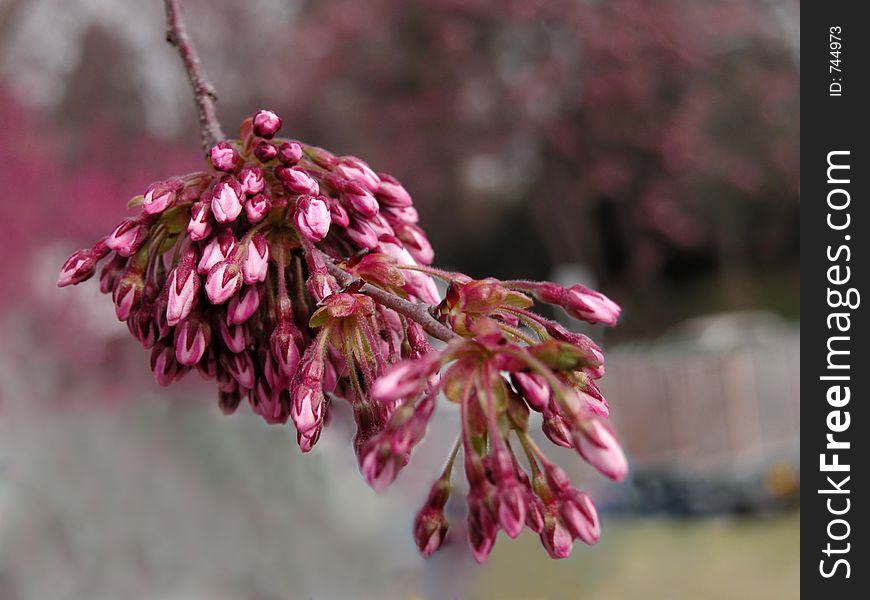 Close up of a twig with cherry flowers buds.Selective focus on the second plan of the image. Close up of a twig with cherry flowers buds.Selective focus on the second plan of the image.