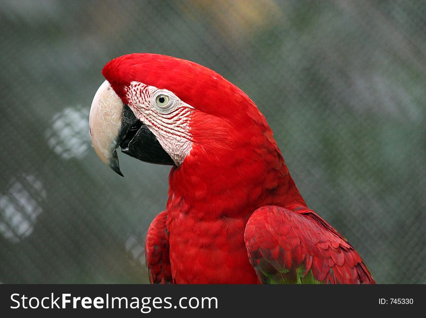 Portrait of a parrot.