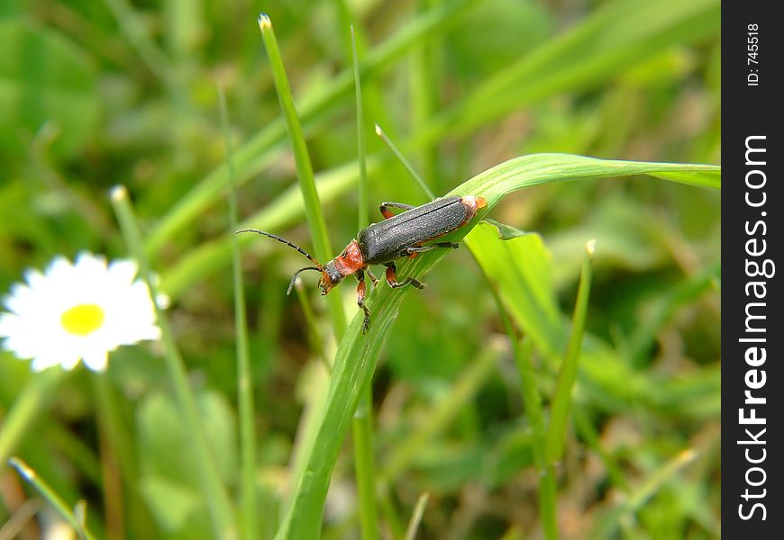 Red bug on grass closeup
