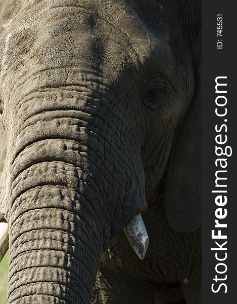 Elephant portrait up close