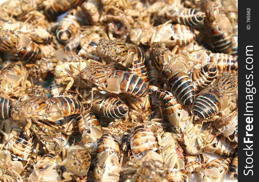 Close-up cicadas. Close-up cicadas.