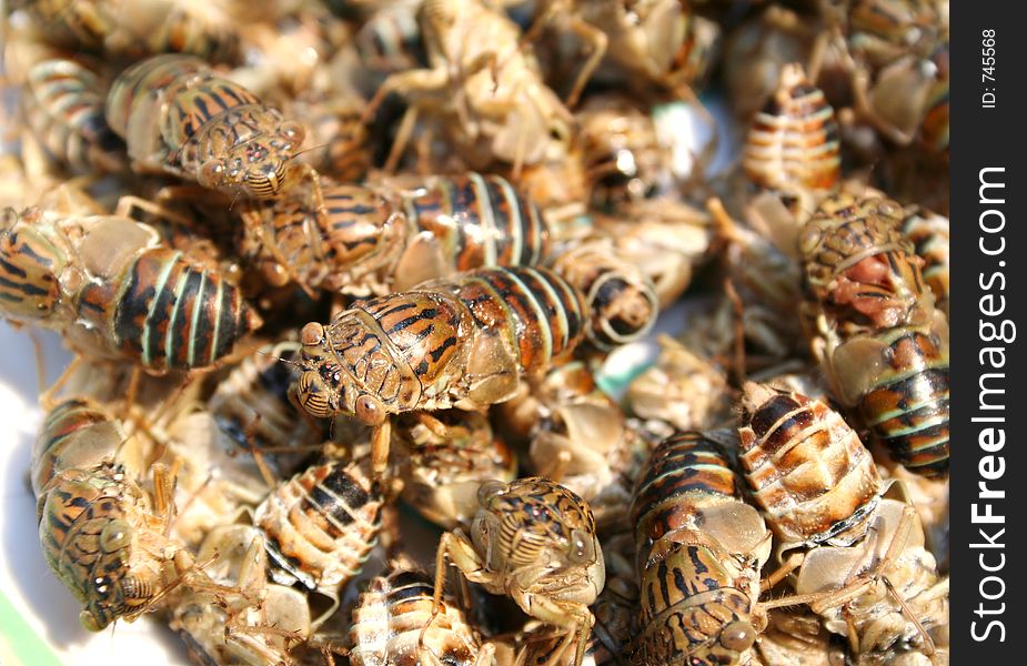 Close-up cicadas. Close-up cicadas.