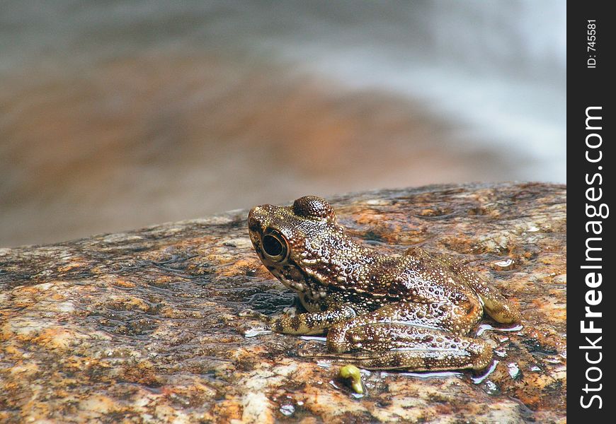 Frog On River Rock