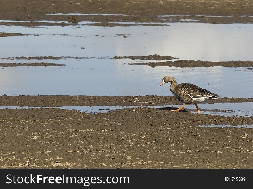 Tundra goose during spring migration in Alaska. Tundra goose during spring migration in Alaska