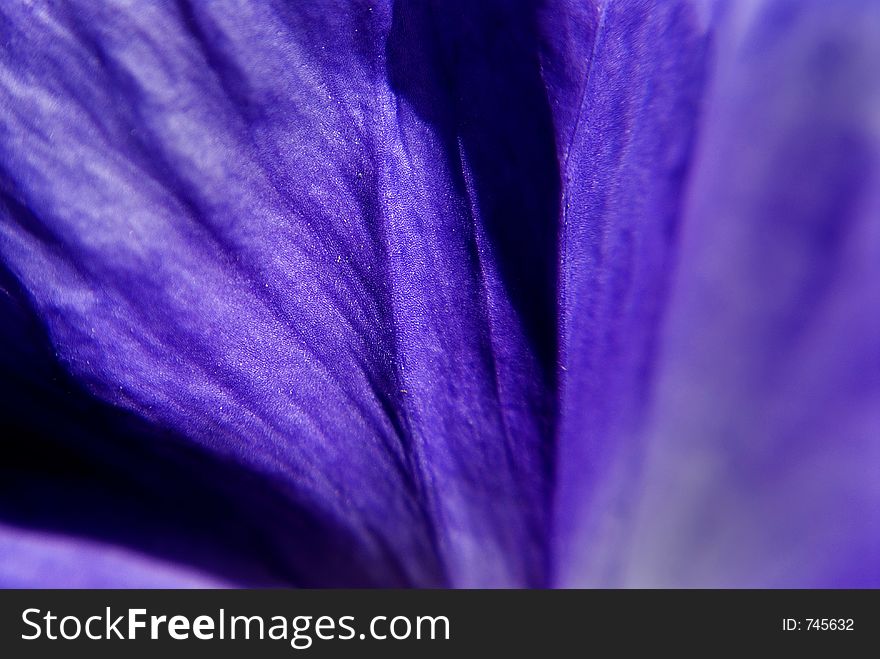 Abstract background macro of flower petal. Abstract background macro of flower petal