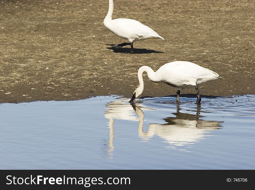 Swans really have to bend their necks to get down to pretty much anything. Swans really have to bend their necks to get down to pretty much anything